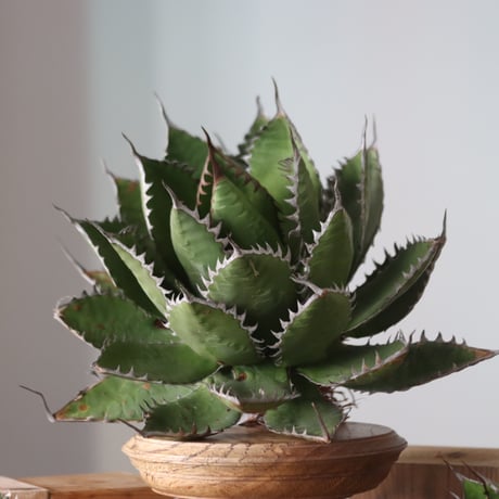 U.S. horrida (Agave horrida) / Style of Chika　no.1130-9
