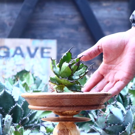 アガベ ホリダ    Agave horrida     no.103-48