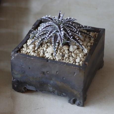 dyckia | STORES