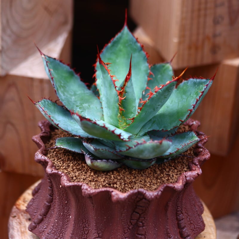 アガベ ボビコルヌータ カウズホーン／Agave bovicornuta 'Cows Ho