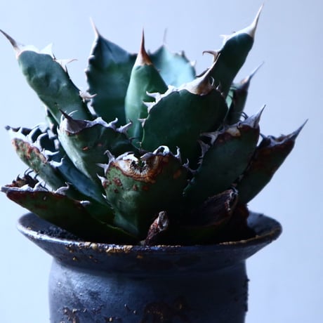 アガベ   チタノタ 　 Agave  titanota   no.121520