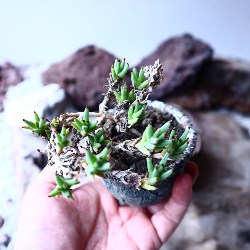 トリコディアデマ　ミラビレ　模様木 トリコディアデマ ミラビレ 模様木