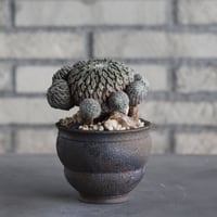 Pelecyphora aselliformis / 精巧丸 群生 × takero pot (3号) no.315/10