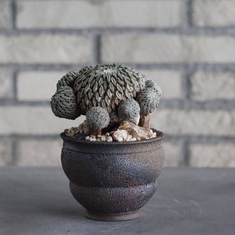 Pelecyphora aselliformis / 精巧丸 群生 × takero pot (3号) no.315/10