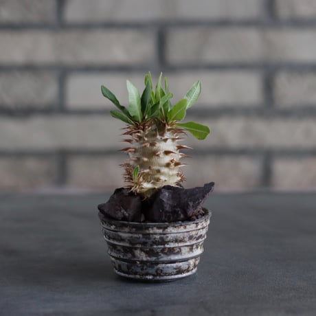 Pachypodiu makayense × takero pot (2号)  no.817-17