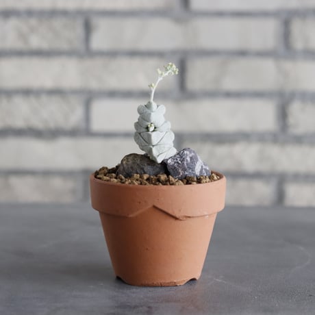 【新品未使用】作家鉢 手作り 植物 観葉 塊根 芽の巣山 カタチ製作所 素里 新品未使用】作家鉢 手作り 植物 観葉 塊根 芽の巣山 カタチ
