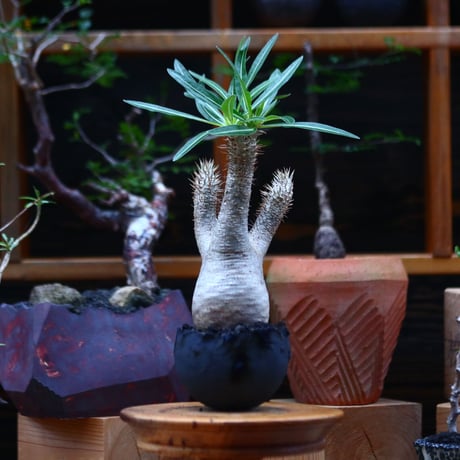 パキポディウム  イノピナツム／Pachypodium Inopinatum   no.101045