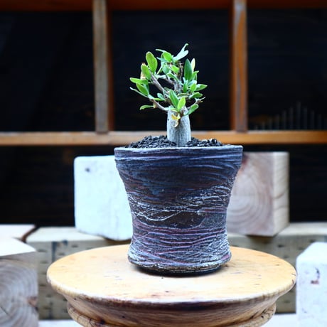 フォークイエリア  コルムナリス  (観峰玉)／Fouquieria columnari   no.72520
