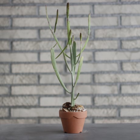 Euphorbia  enterophora (エンテロフォラ ナロー) / T.W. × YAMABACHI (3号) no.329/40