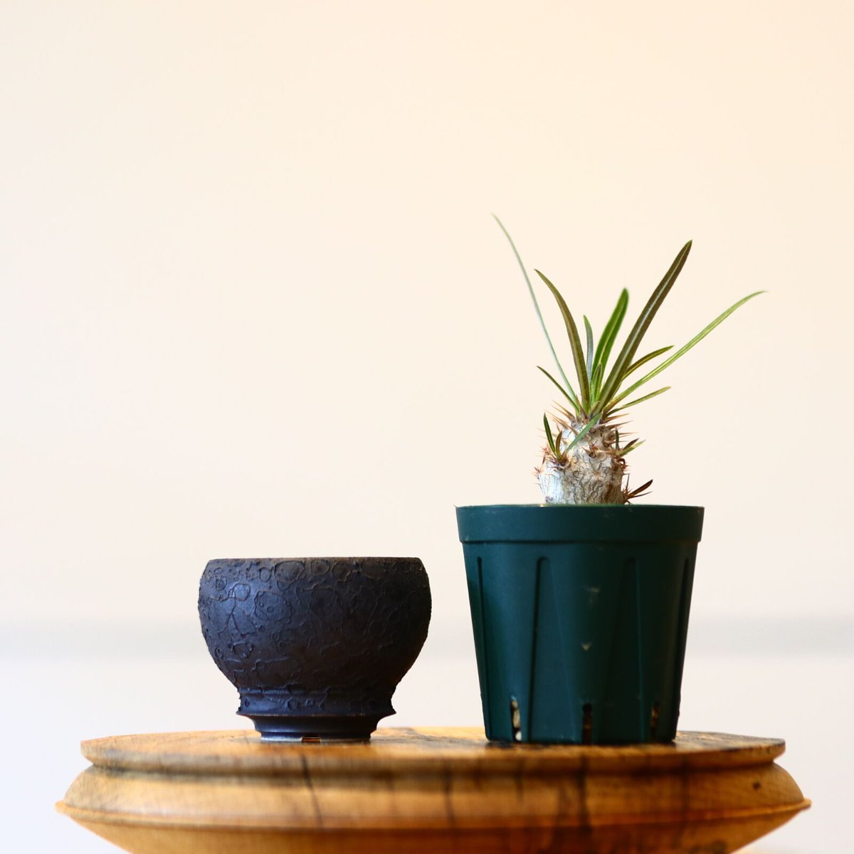 植え替えセット】たけろうポット× パキポディウム グラキリス no.430