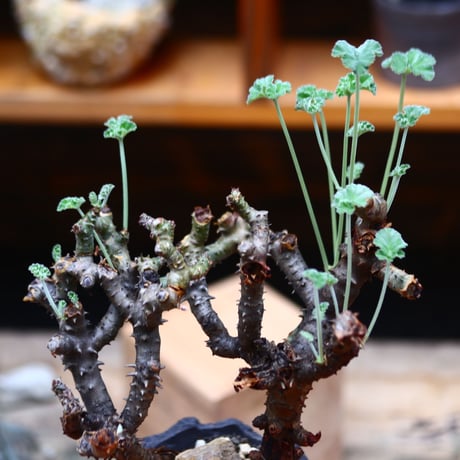 ぺラルゴ二ウム   エキナツム／Pelargonium  lechinatum   no.91937