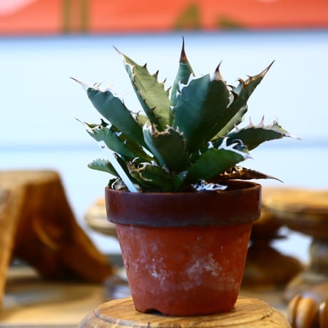 agave titanota No1 × 陶器鉢　no31041