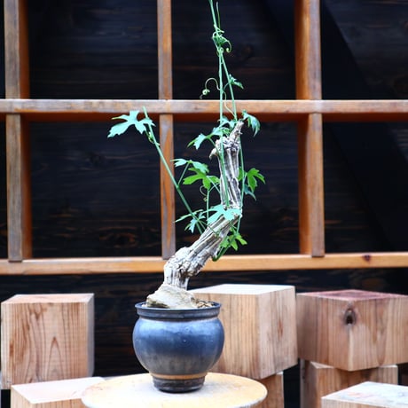 コラロカルプス    グロメルリフロルス ／ Corallocarpus glomeruliflorus    no.61934
