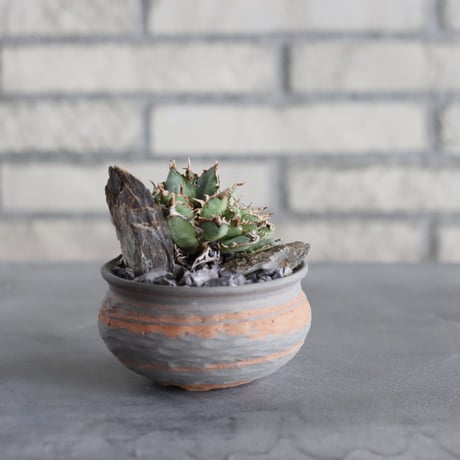 Agave titanota filigree Devil × N/OH (3号)  no.920/7