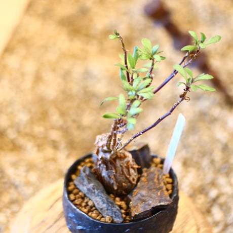 Othonna arborescens × たけろうポット   no.31025