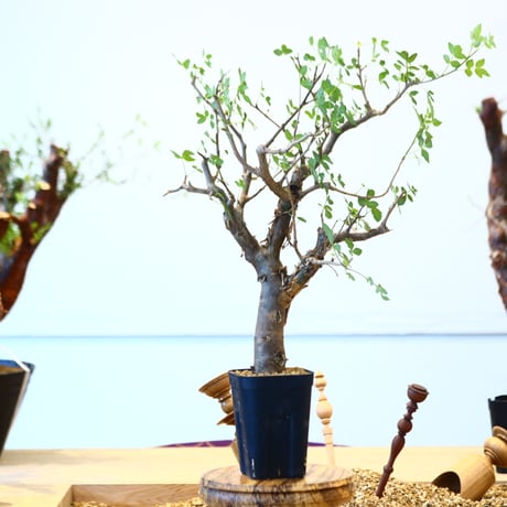 ブルセラ ファガロイデス / Bursera fagaroides   no.62512