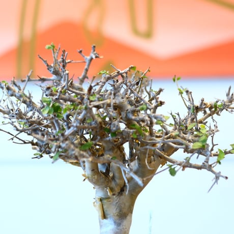 Commiphora wightii × soso   no.100854