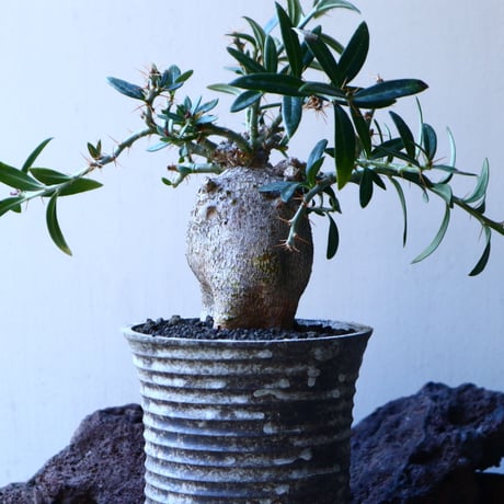 パキポディウム ビスピノーサム    Pachypodium bispinosum   no.30116