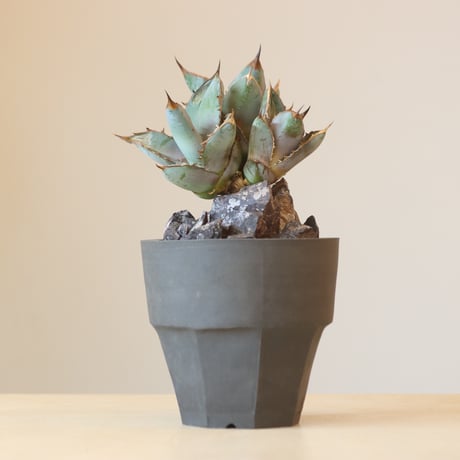 Agave Titanota Rancho Tambor × N/OH　no. 309-7