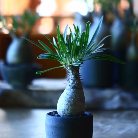 パキポディウム グラキリス   Pachypodium rosulatum var. gracilius no.705-8