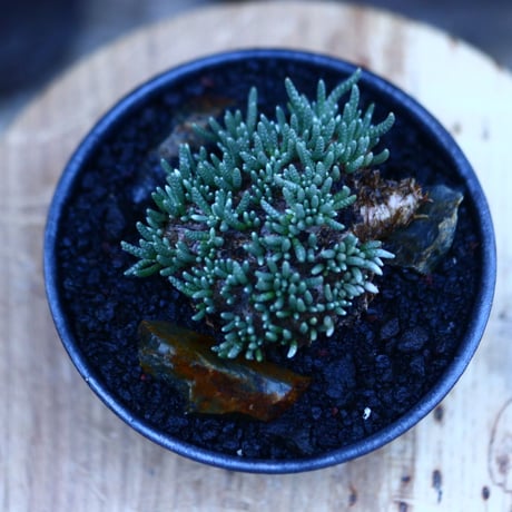 アボニア   クイナリア   アルストニー  赤花／Avonia quinaria ssp. alstonii    no.111405