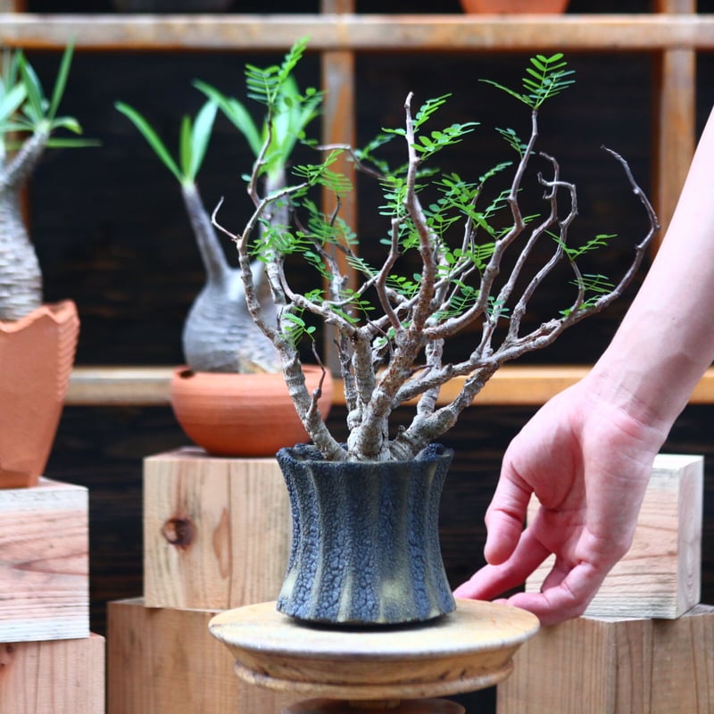 センナメリディオナリス センナ・メリディオナリス 【公式通販】