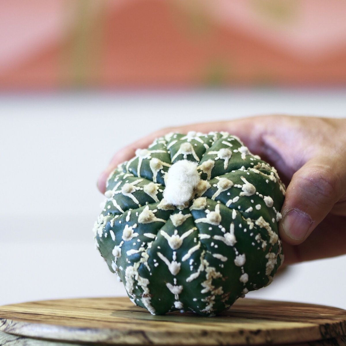 アストロフィツム〝スーパー兜″ アロータイプ / Astrophytum アストロフィツム〝スーパー兜″ アロータイプ / Astrophytum
