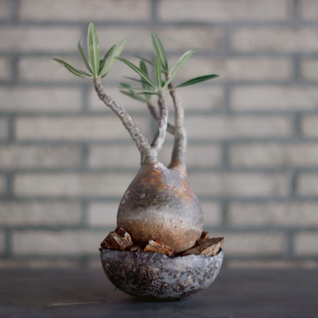 Pachypodium gracilius × takero pot (4.5号)  no.928/18