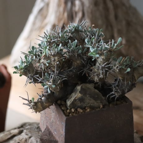 Othonna euphorbioides × Masafumi Shigeta / PLANETX   no.63016