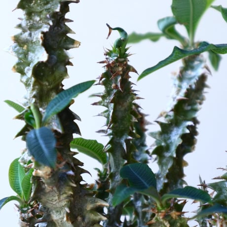 Euphorbia sp.nova Beraketa   no.60213