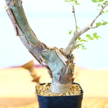 ブルセラ ファガロイデス / Bursera fagaroides   no.62513