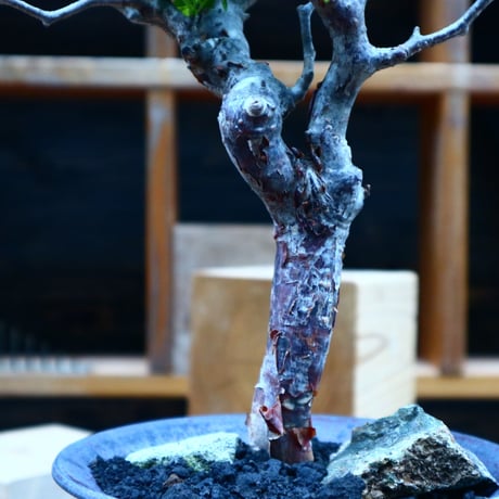 コミフォラ モンストローサ   Commiphora monstrosa   no.81540