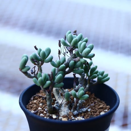 チレコドン   シヌス-アレキサンドラ   群卵   Tylecodon sinus  alexandra    no.120650