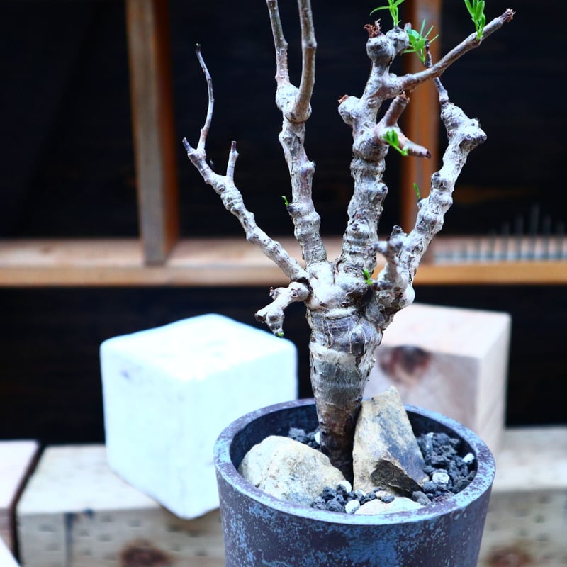 センナ メリディオナリス／Senna meridionalis no.72501 | 芽の巣山