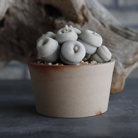 Epithelantha bokei × 備前鉢3.5号 / BANKSIA WORKS  no.607-41