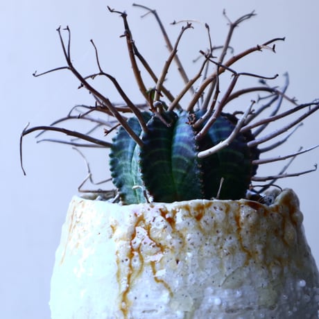 ユーフォルビア  バリダ    Euphorbia valida     no.11923
