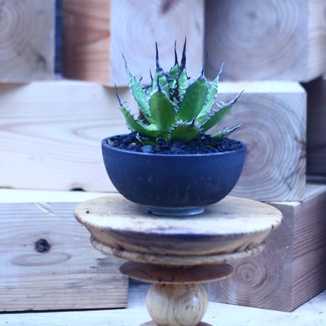 アガベ ホリダ    Agave horrida     no.31415