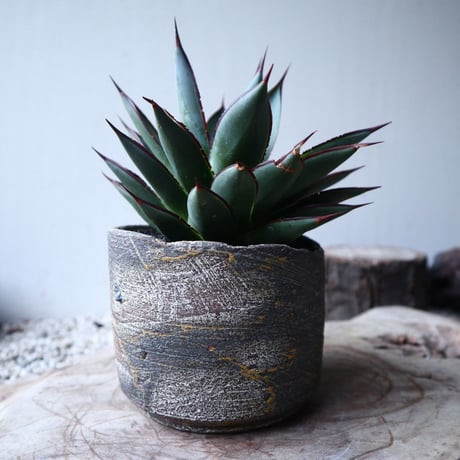 アガベ   ブルーグロー    Agave 'Blue Glow'　no.112423
