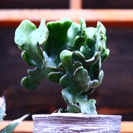 レウコデンドロン 綴化／Euphorbia leucodendron f. crist.   no.22028