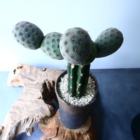 テフロカクタス    ゲオメトリクス   Tephrocactus geometricus  No.031