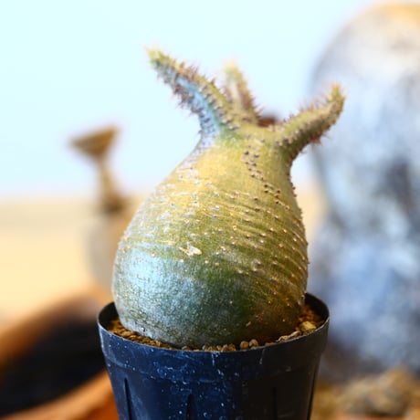 Pachypodium gracilius   no.32424