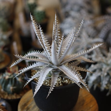 Dyckia ‘Nemesis' x ‘crystal Boy' (4号鉢)  no.1226/40