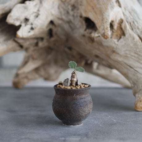 Dorstenia foetida × takero pot (2号)  no.629-25