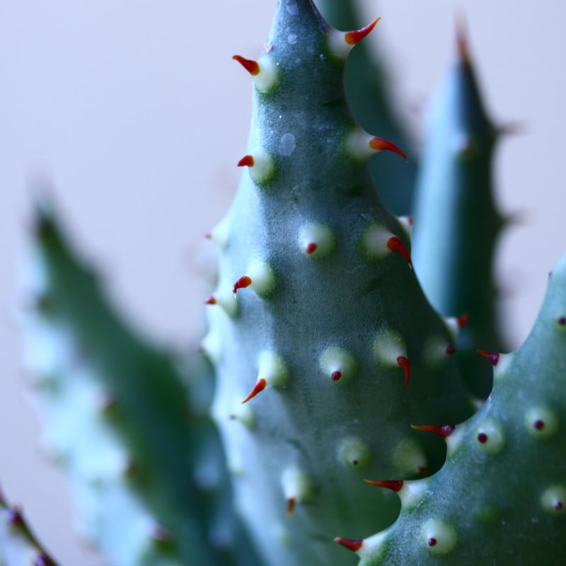 アロエ アクレアータ Aloe aculeata no.110803 | 芽の巣山
