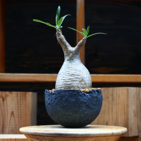 パキポディウム  グラキリス／Pachypodium  gracilius     no.61916