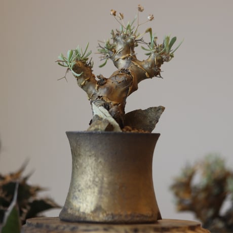 Othonna euphorbioides × Atushi Funakushi   no.81872