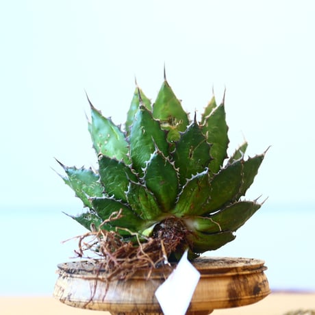Agave horrida / Style of Chika   no.1015/51