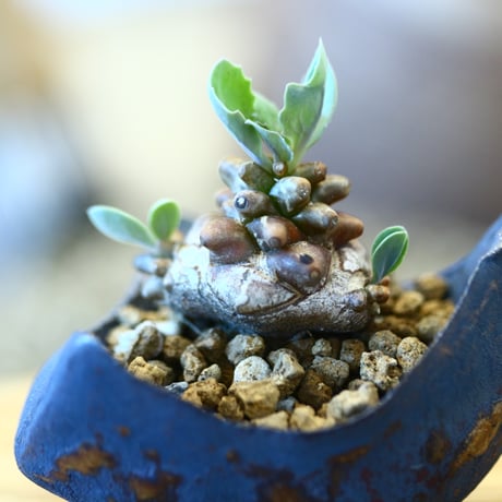 Othonna herrei × Kazuhiro Arima   no.111203
