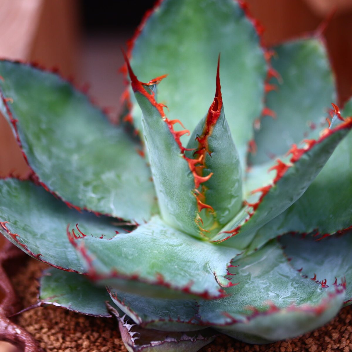 アガベ ボビコルヌータ カウズホーン／Agave bovicornuta 'Cows Ho...