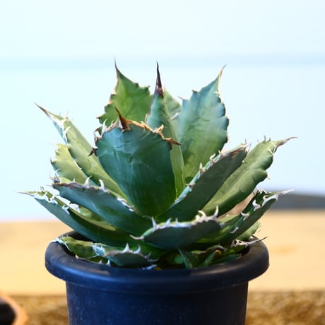 Agave titanota Sierra Mixteca　no.32454